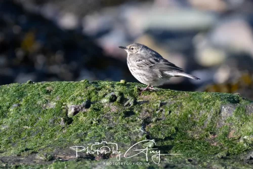 18 April 2026 - Kilcatten Bay, Isle of Bute - Rock Pipet