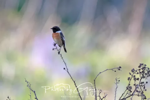 18 April 2026 - Kilcatten Bay, Isle of Bute Stonechat