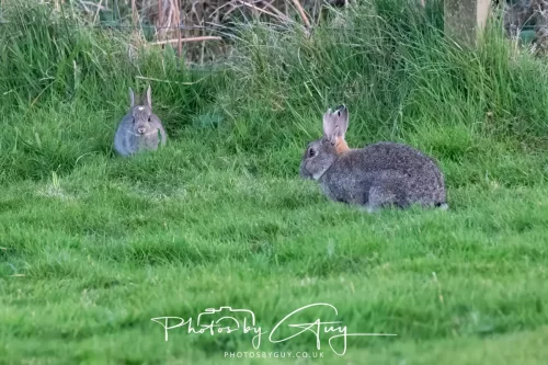 18 April 2026 - Kilcatten Bay, Isle of Bute - Rabbit