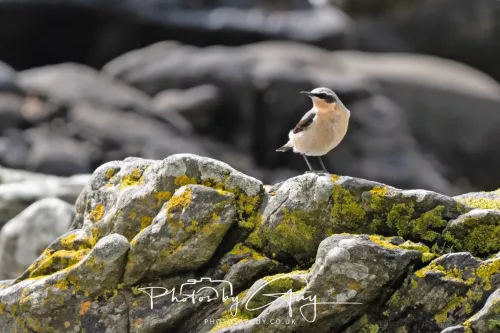 18 April 2026 - Ettrick Bay, Isle of Bute - Wheatear