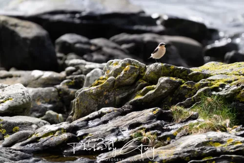 18 April 2026 - Kilcatten Bay, Isle of Bute - Wheater