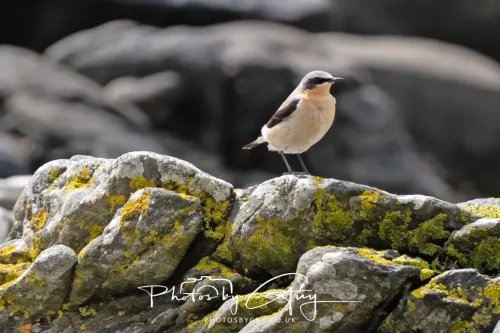 18 April 2026 - Kilcatten Bay, Isle of Bute - Wheater