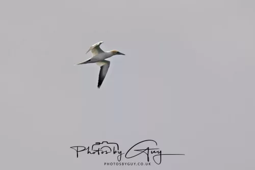 18 April 2026 - Kilcatten Bay, Isle of Bute -Gannet