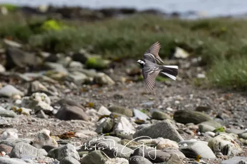 18 April 2026 - Kilcatten Bay, Isle of Bute - Wheater