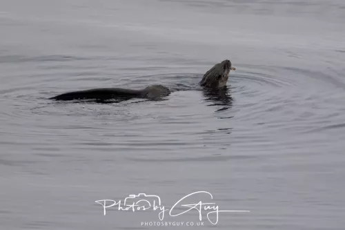 02 May 2026 - Kingscross, Isle of Arran - Otter in the early morning light