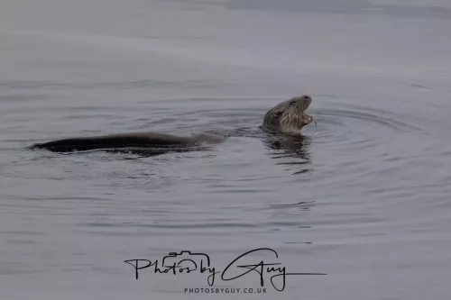 02 May 2026 - Kingscross, Isle of Arran - Otter in the early morning light