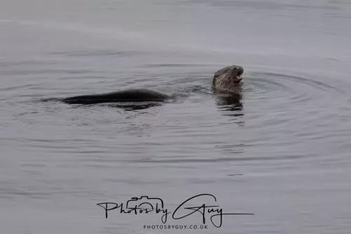 02 May 2026 - Kingscross, Isle of Arran - Otter in the early morning light
