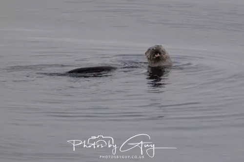 02 May 2026 - Kingscross, Isle of Arran - Otter in the early morning light