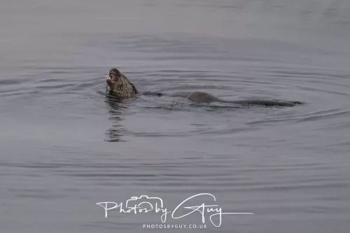 02 May 2026 - Kingscross, Isle of Arran - Otter in the early morning light