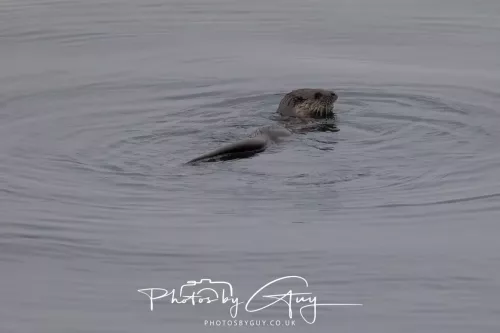 _ARR0060-02 May 2026 - Kingscross, Isle of Arran - Otter in the early morning light