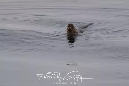 02 May 2026 - Kingscross, Isle of Arran - Otter in the early morning light