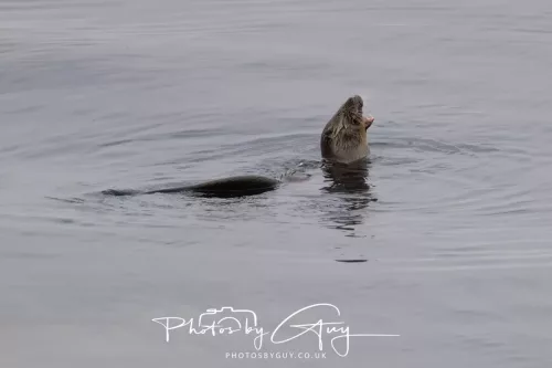 02 May 2026 - Kingscross, Isle of Arran - Otter in the early morning light