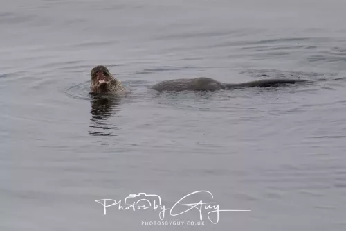 02 May 2026 - Kingscross, Isle of Arran - Otter in the early morning light