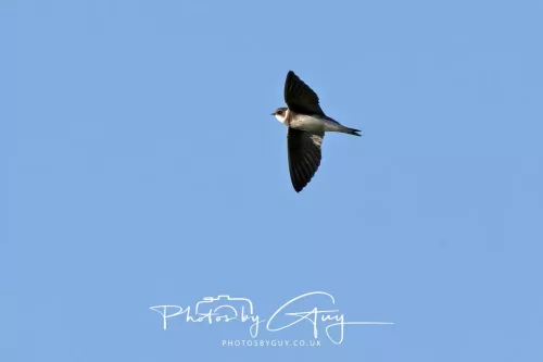 04 May 2026 - Near Beckermet, West Cumbria - Sand Martin