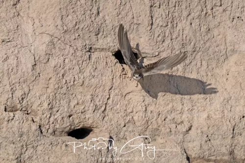 04 May 2026 - Near Beckermet, West Cumbria - Sand Martin