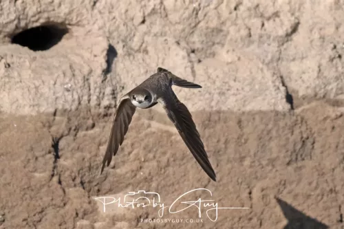 04 May 2026 - Near Beckermet, West Cumbria - Sand Martin