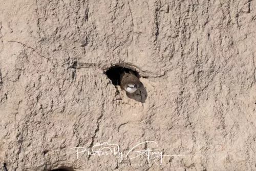 04 May 2026 - Near Beckermet, West Cumbria - Sand Martin