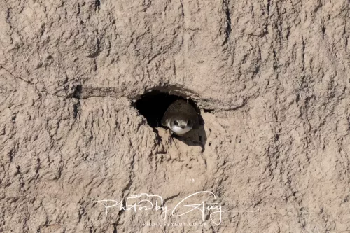 04 May 2026 - Near Beckermet, West Cumbria - Sand Martin
