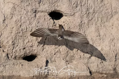 04 May 2026 - Near Beckermet, West Cumbria - Sand Martin