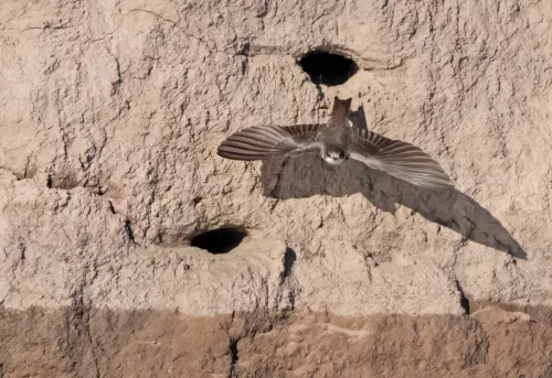 04 May 2026 - Near Beckermet, West Cumbria - Sand Martin