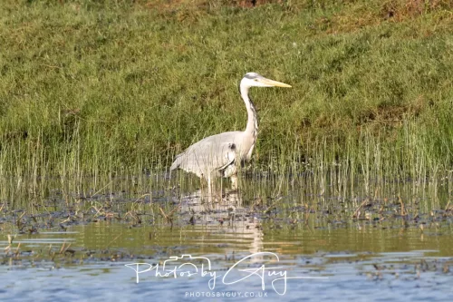 04 May 2026 - Parkside, Cumbria - Grey Heron