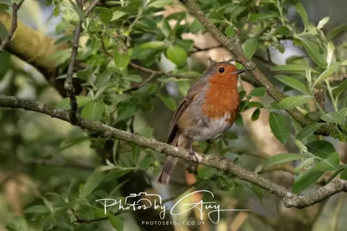 07 May 2026 - West Cumbria, Evening stroll and Robin