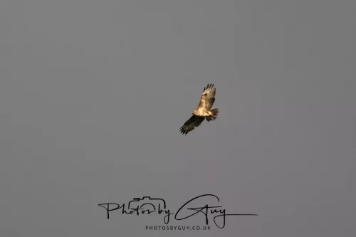 07 May 2026 - West Cumbria, Evening stroll and Buzzard