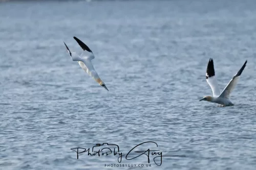 26 April 2026 - Isle of Arran, Whiting bay -Gannet