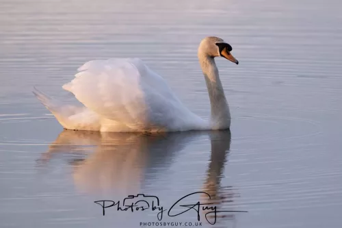 07 May 2026 - West Cumbria, Evening stroll and Mute Swan
