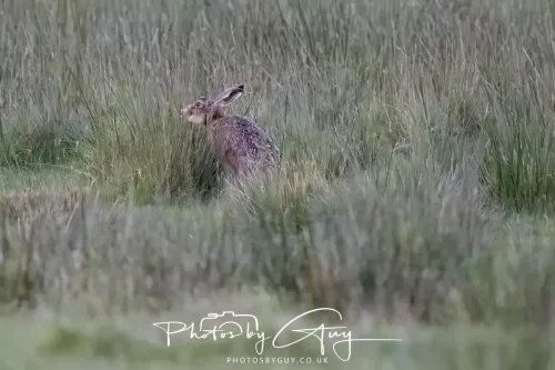 07 May 2026 - West Cumbria, Evening stroll and Hare