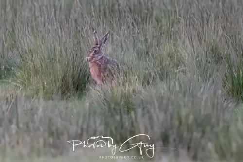 07 May 2026 - West Cumbria, Evening stroll and Hare