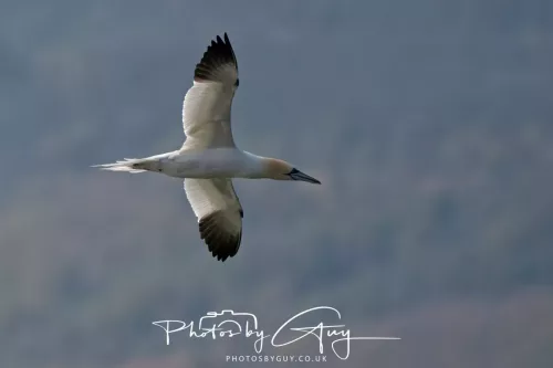 26 April 2026 - Isle of Arran, Whiting bay -Gannet