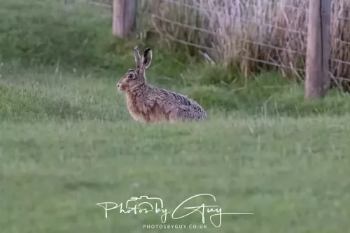 07 May 2026 - West Cumbria, Evening stroll and Hare