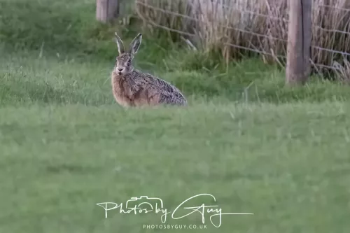 07 May 2026 - West Cumbria, Evening stroll and Hare