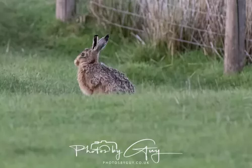 07 May 2026 - West Cumbria, Evening stroll and Hare
