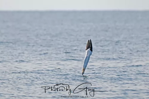 26 April 2026 - Isle of Arran, Whiting bay -Gannet