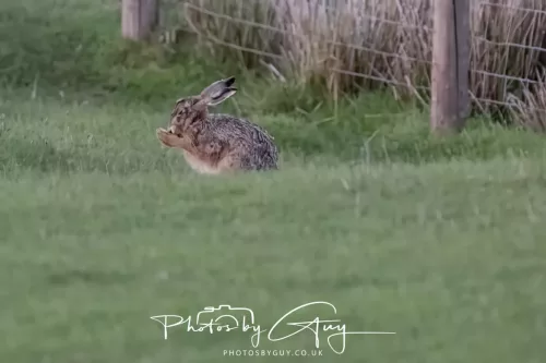 07 May 2026 - West Cumbria, Evening stroll and Hare