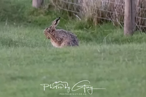 07 May 2026 - West Cumbria, Evening stroll and Hare