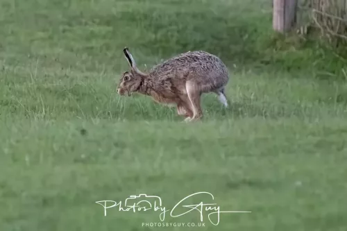 07 May 2026 - West Cumbria, Evening stroll and Hare