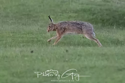 07 May 2026 - West Cumbria, Evening stroll and Hare