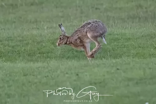 07 May 2026 - West Cumbria, Evening stroll and Hare
