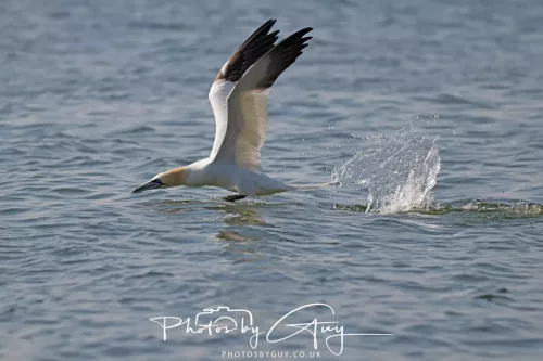26 April 2026 - Isle of Arran, Whiting bay -Gannet