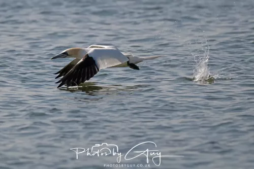 26 April 2026 - Isle of Arran, Whiting bay -Gannet