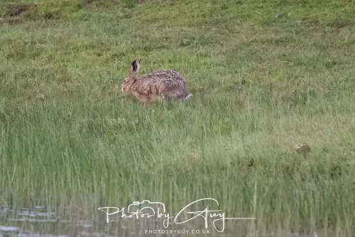 07 May 2026 - West Cumbria, Evening stroll and Hare