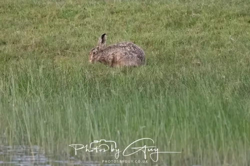 07 May 2026 - West Cumbria, Evening stroll and Hare