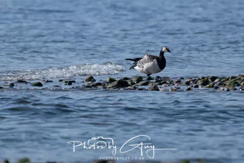 26 April 2026 - Isle of Arran, Whiting bay -Barnacle Goose