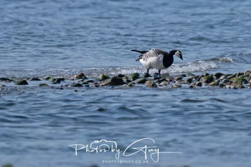 26 April 2026 - Isle of Arran, Whiting bay -Barnacle Goose
