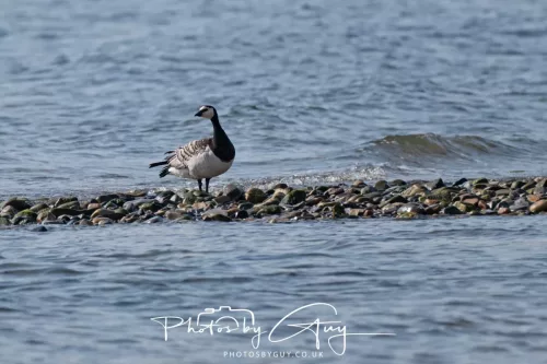 26 April 2026 - Isle of Arran, Whiting bay -Barnacle Goose
