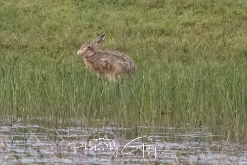 07 May 2026 - West Cumbria, Evening stroll and Hare