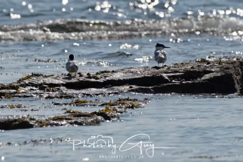26 April 2026 - Isle of Arran, Whiting bay -Sandwich Tern